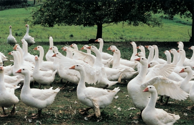 Gaense.jpg