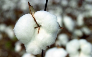 Baumwolle.jpg