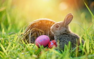 Ostern-Eier-Hase-Korb.jpg
