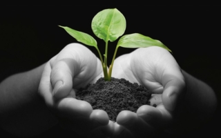 Umwelt-Pflanze-Hand-Klima.jpg