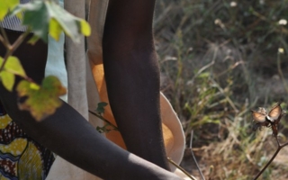 Baumwollernte
Photos: Cotton made in Africa