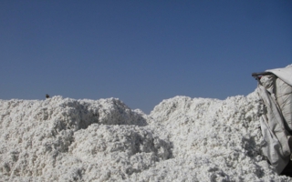 cotton unginned BBB2