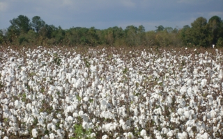 Baumwollfeld